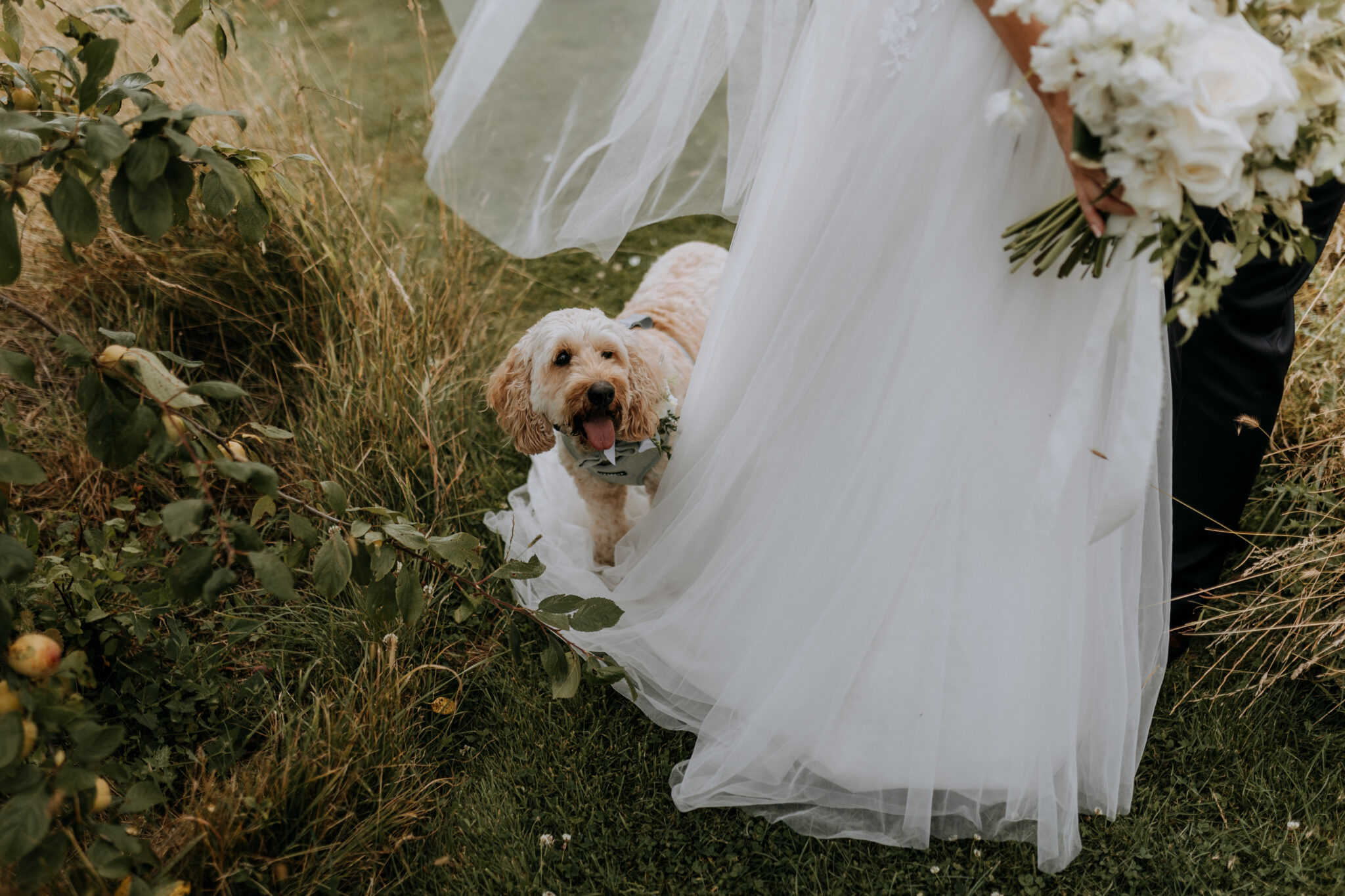 Dog stands on a lacy bridal train among long grass at a country wedding venue